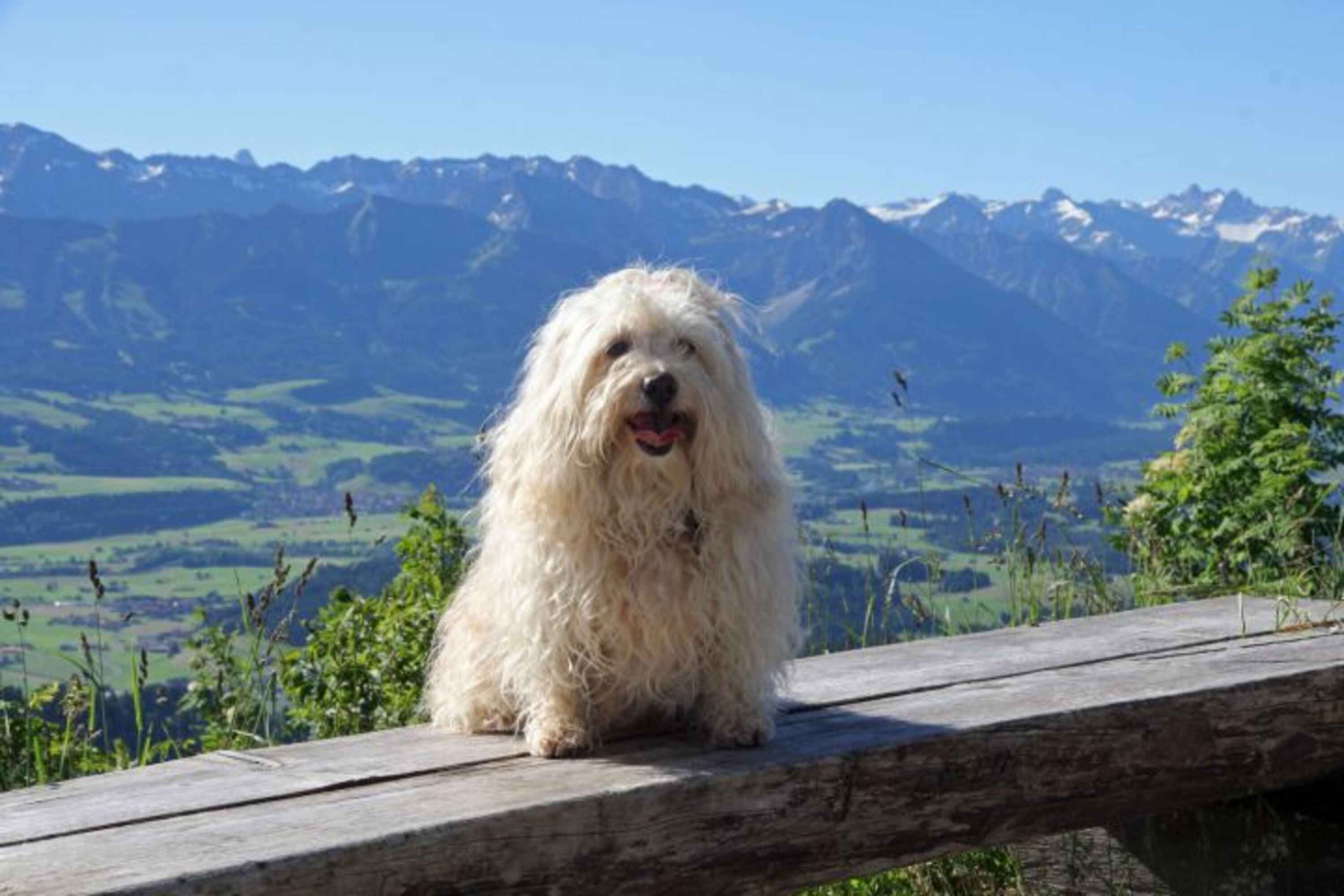 Gipfelstürmerhund