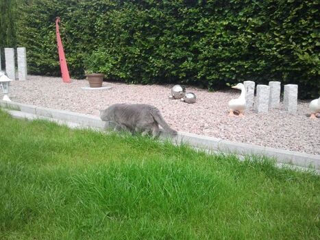 Auch Katzen fühlen sich hier wohl