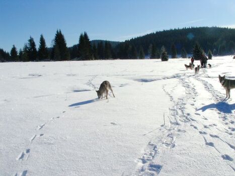 Winterwanderung mit Hund