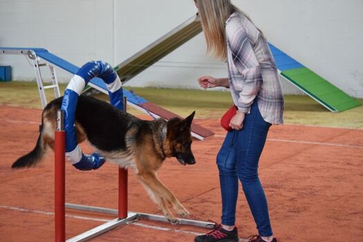 Reifen in der Hundehalle