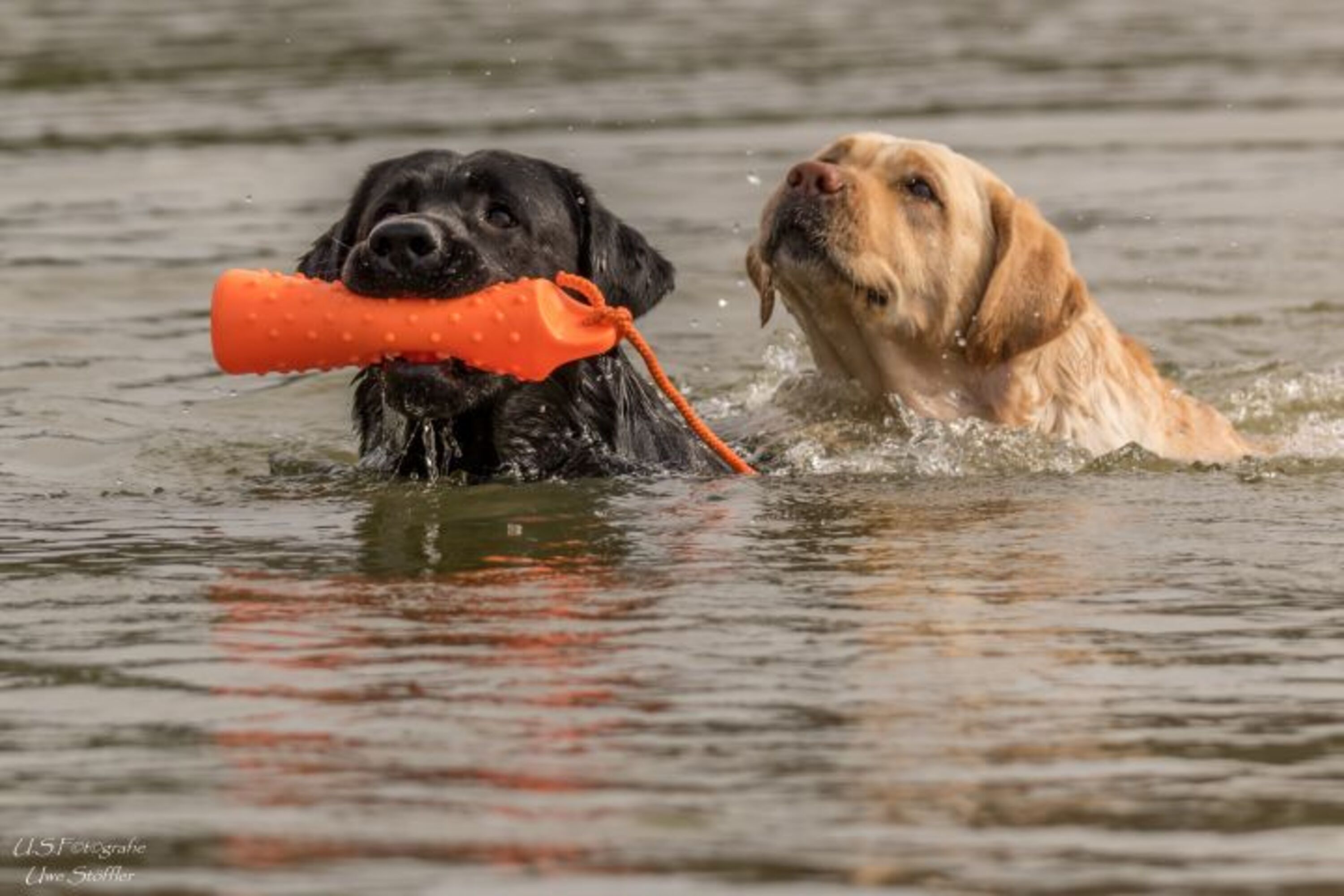 Hier können Ihre Hunde baden gehen..