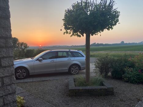 freier Blick über das Blumenfeld