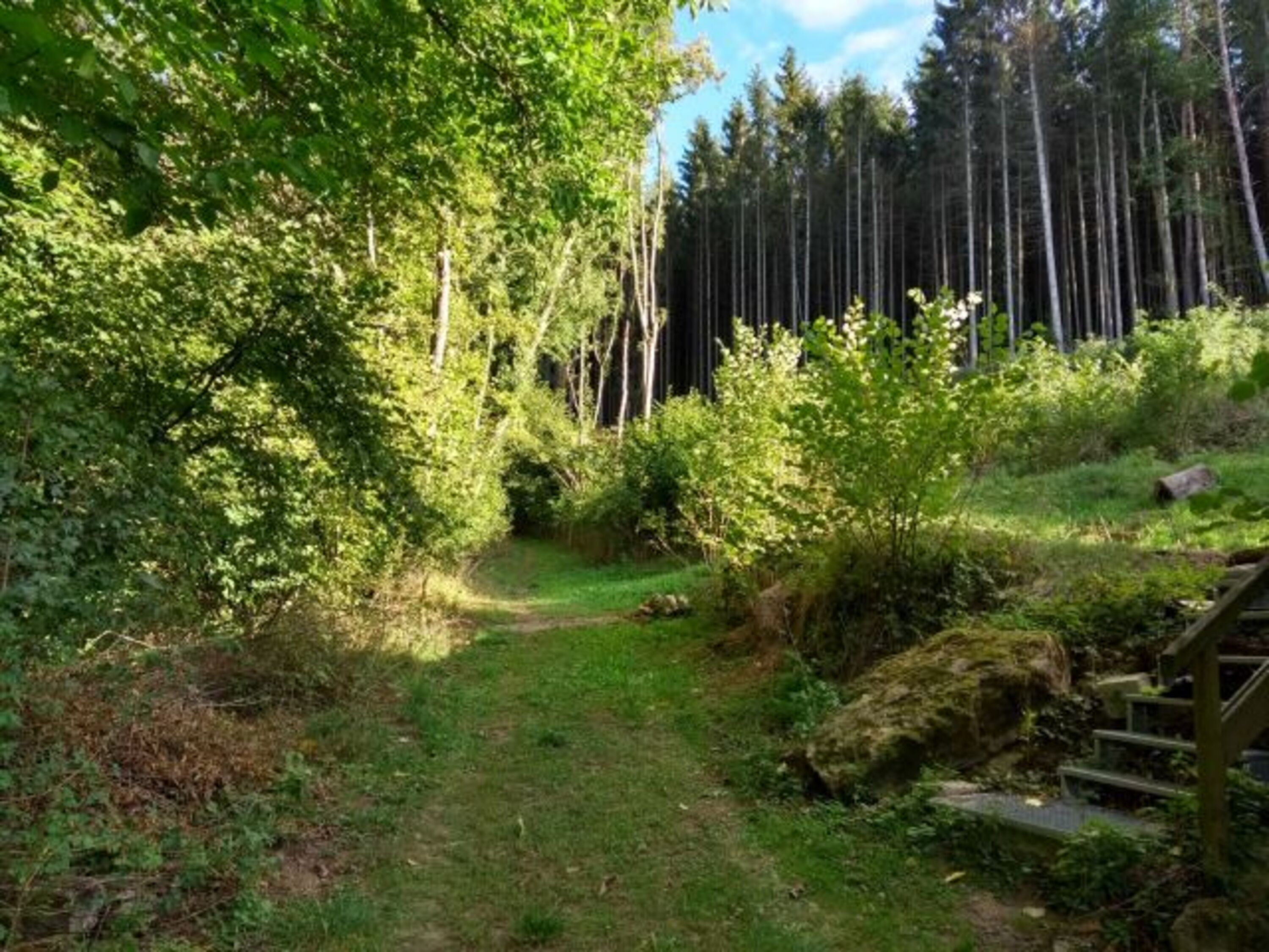 Weg in den Wald
