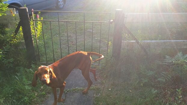 Eingezäuntes sehr privates Grundstück