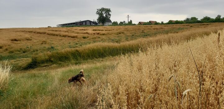Blick auf den Pyrmonter Hof