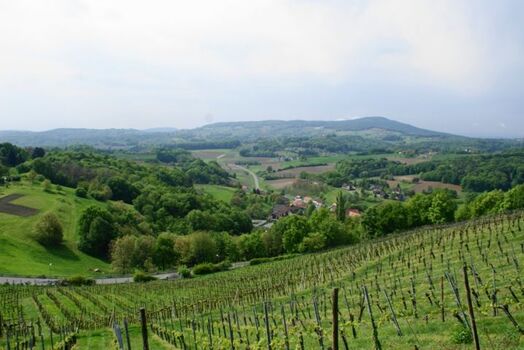 sanfte Hügellandschaft des Weinlandes