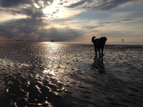 Im Watt von Otterndorf