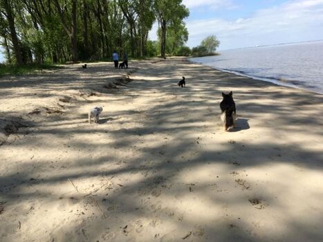 Hundestrand Krautsand