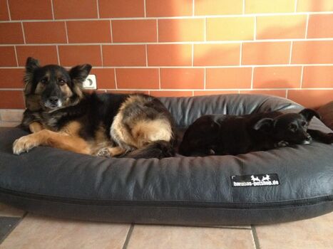 bequeme Hundebetten