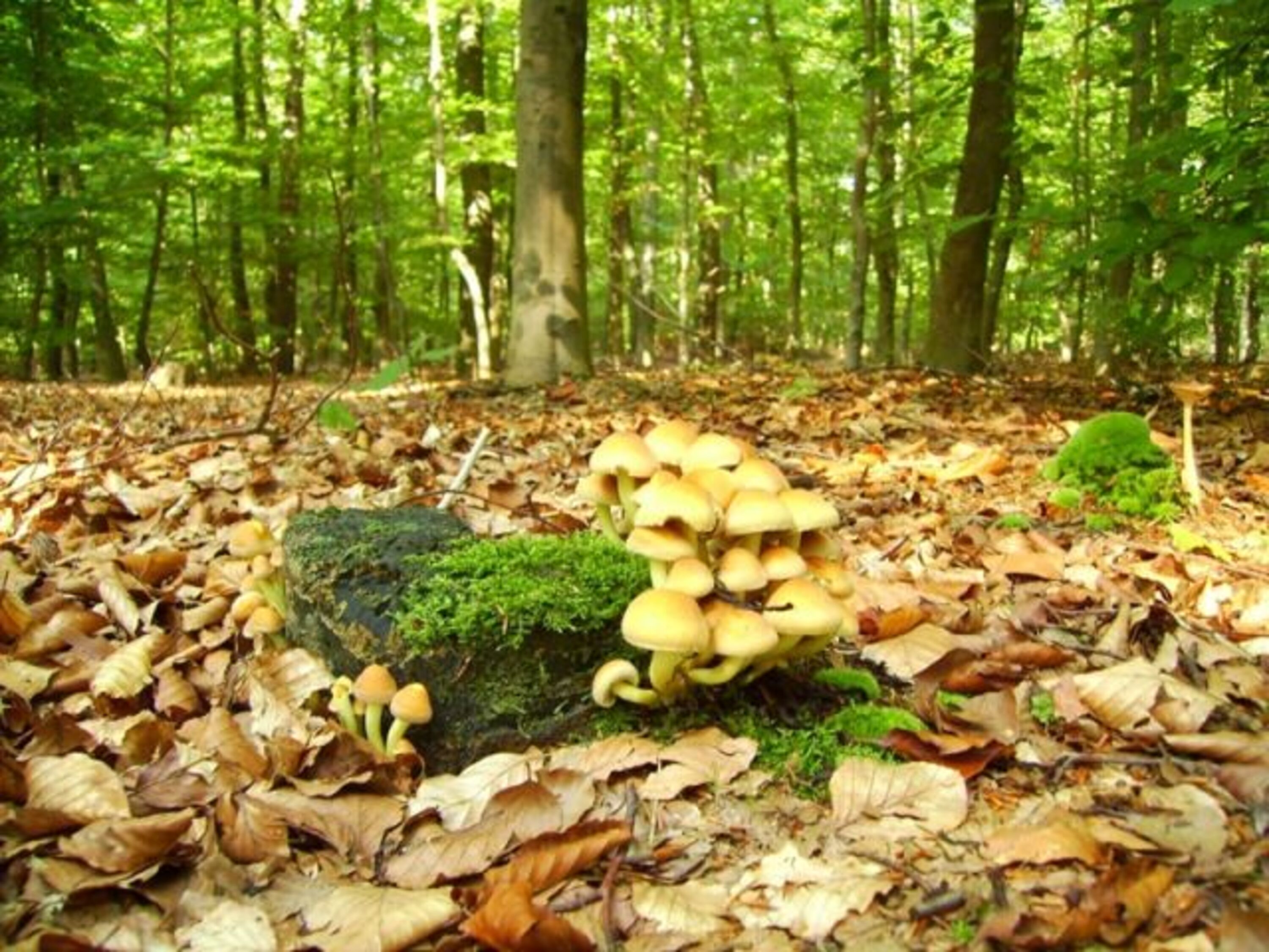 Im Wernerwald