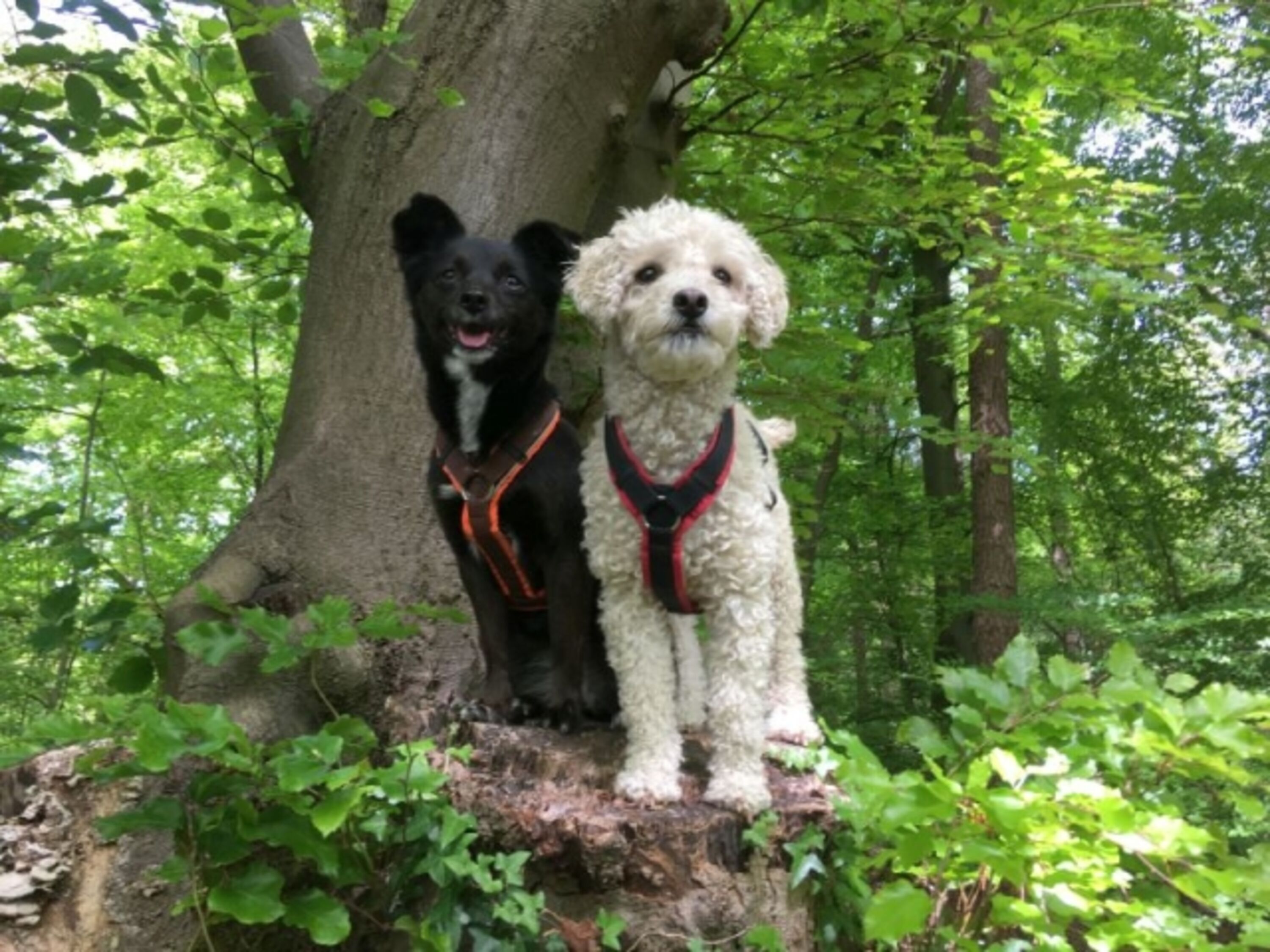 im Wingster Wald
