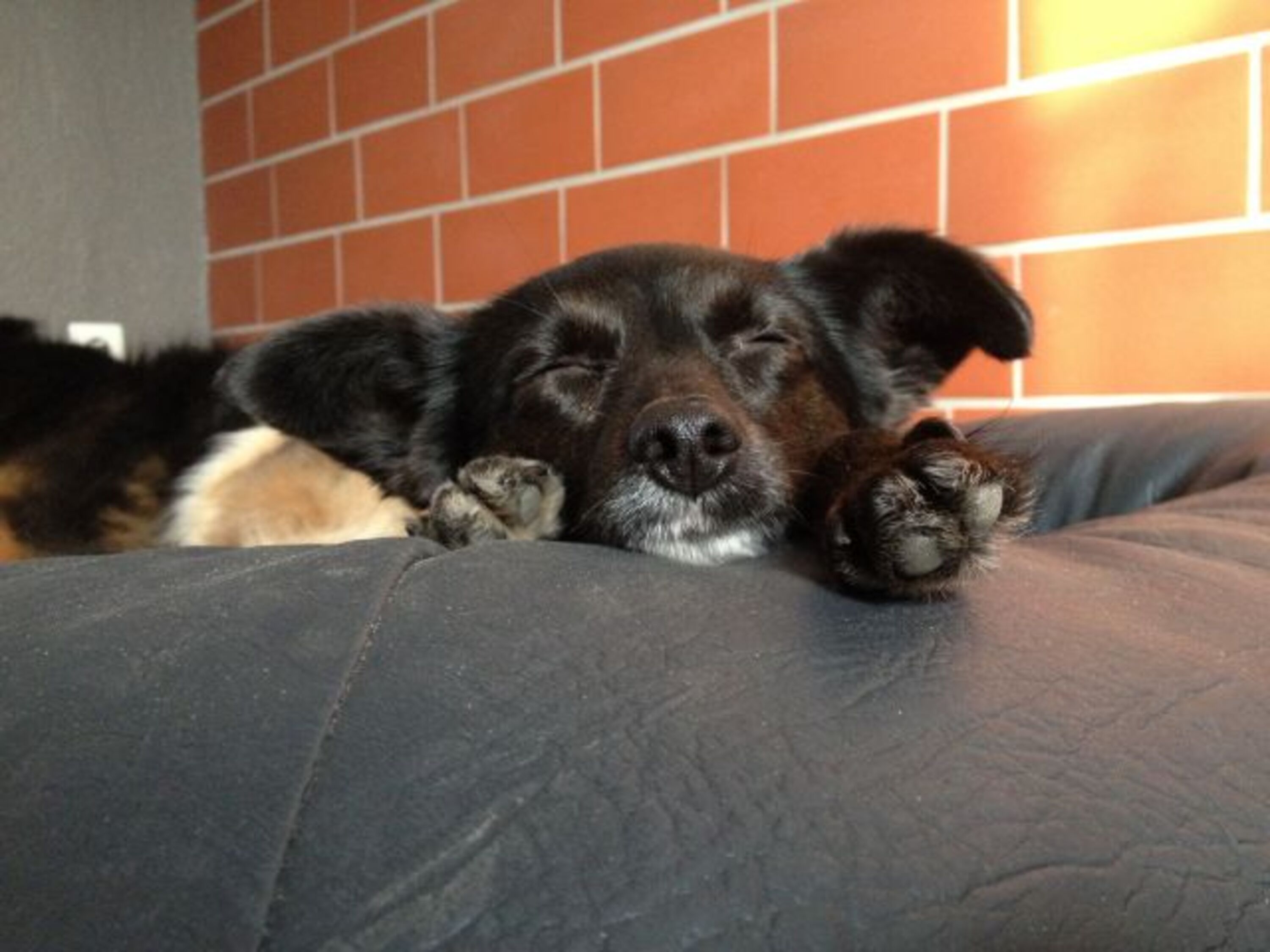 bequeme Hundebetten