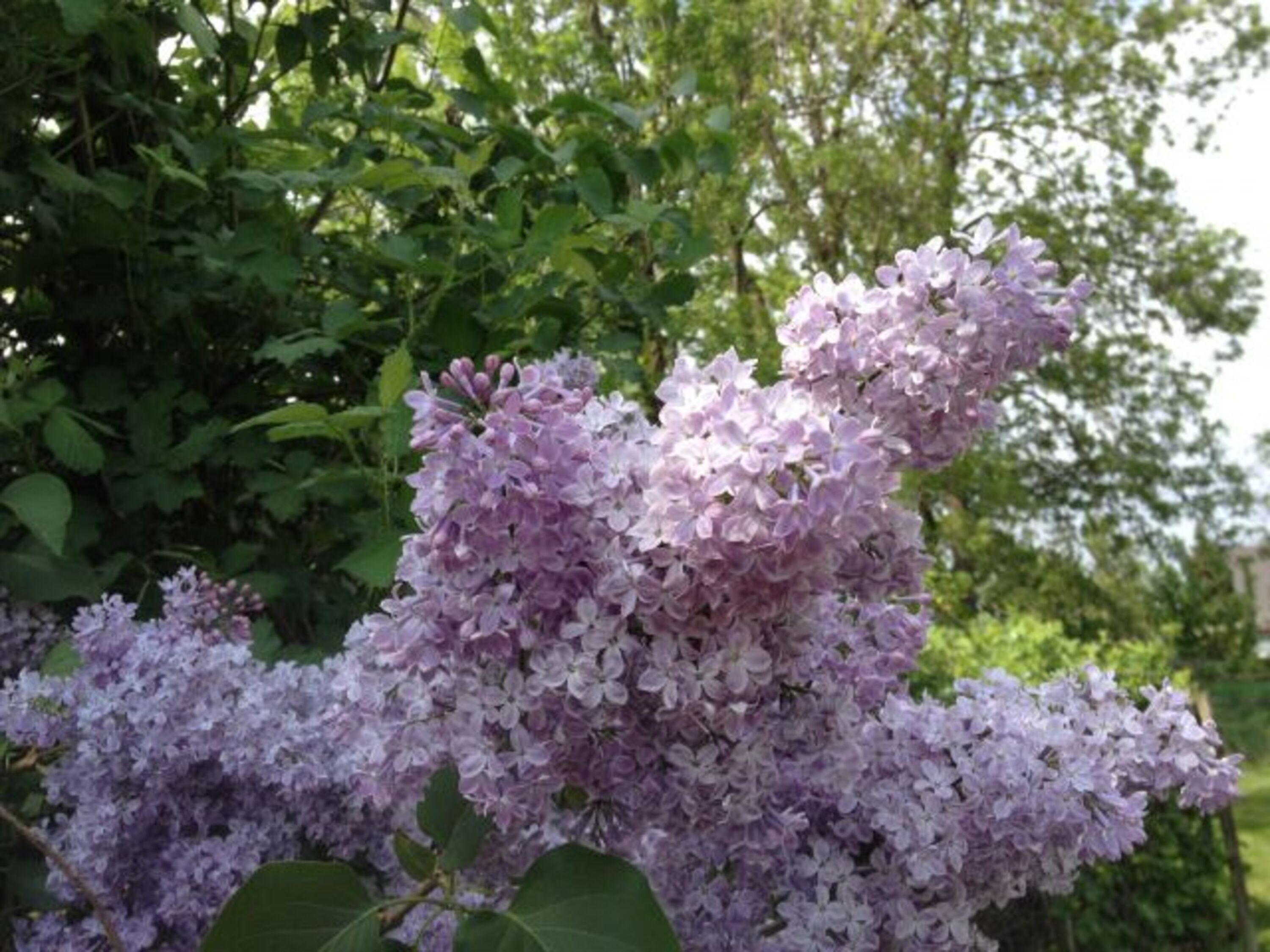 Im Garten