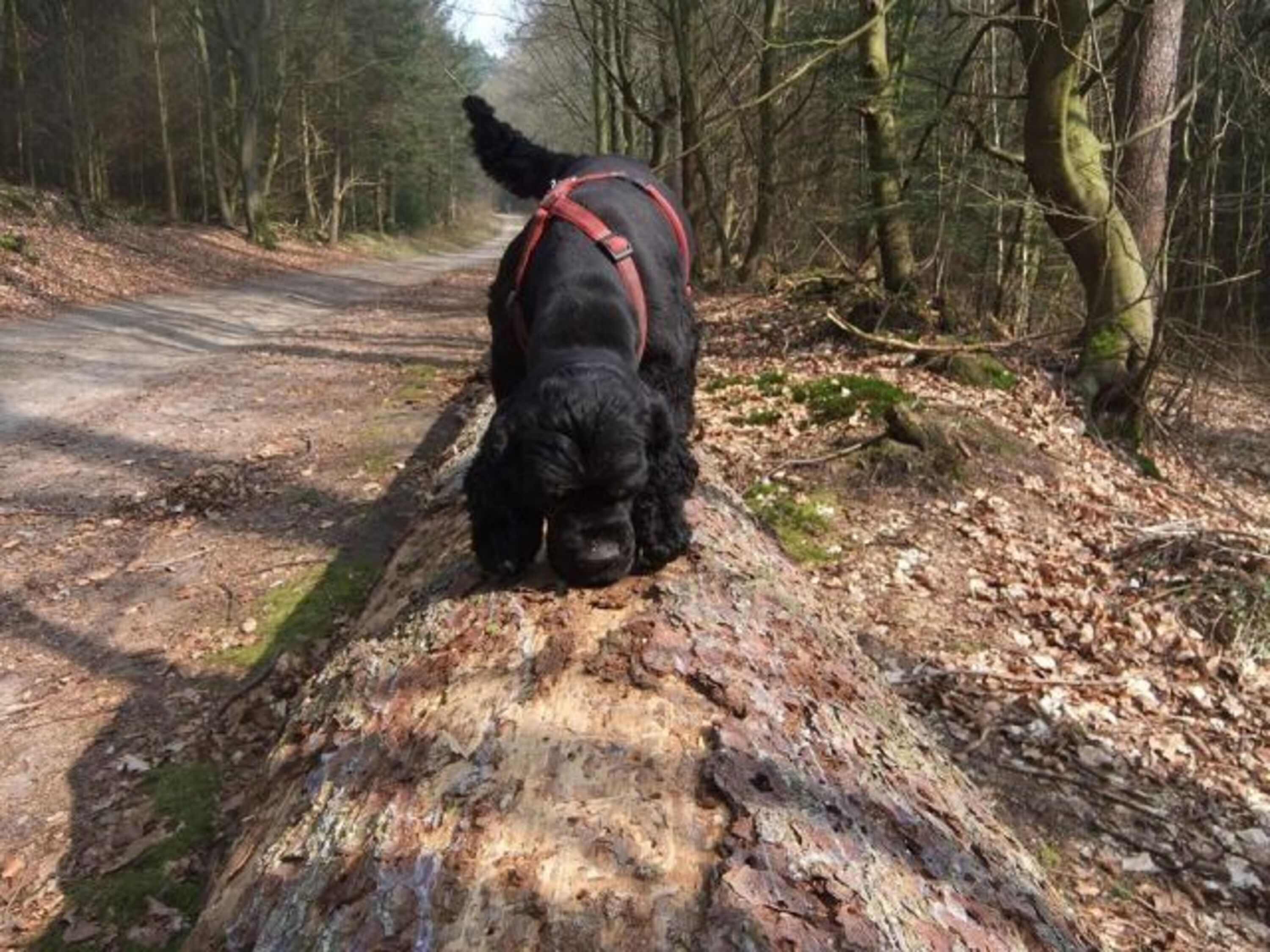 Im Wingster Wald