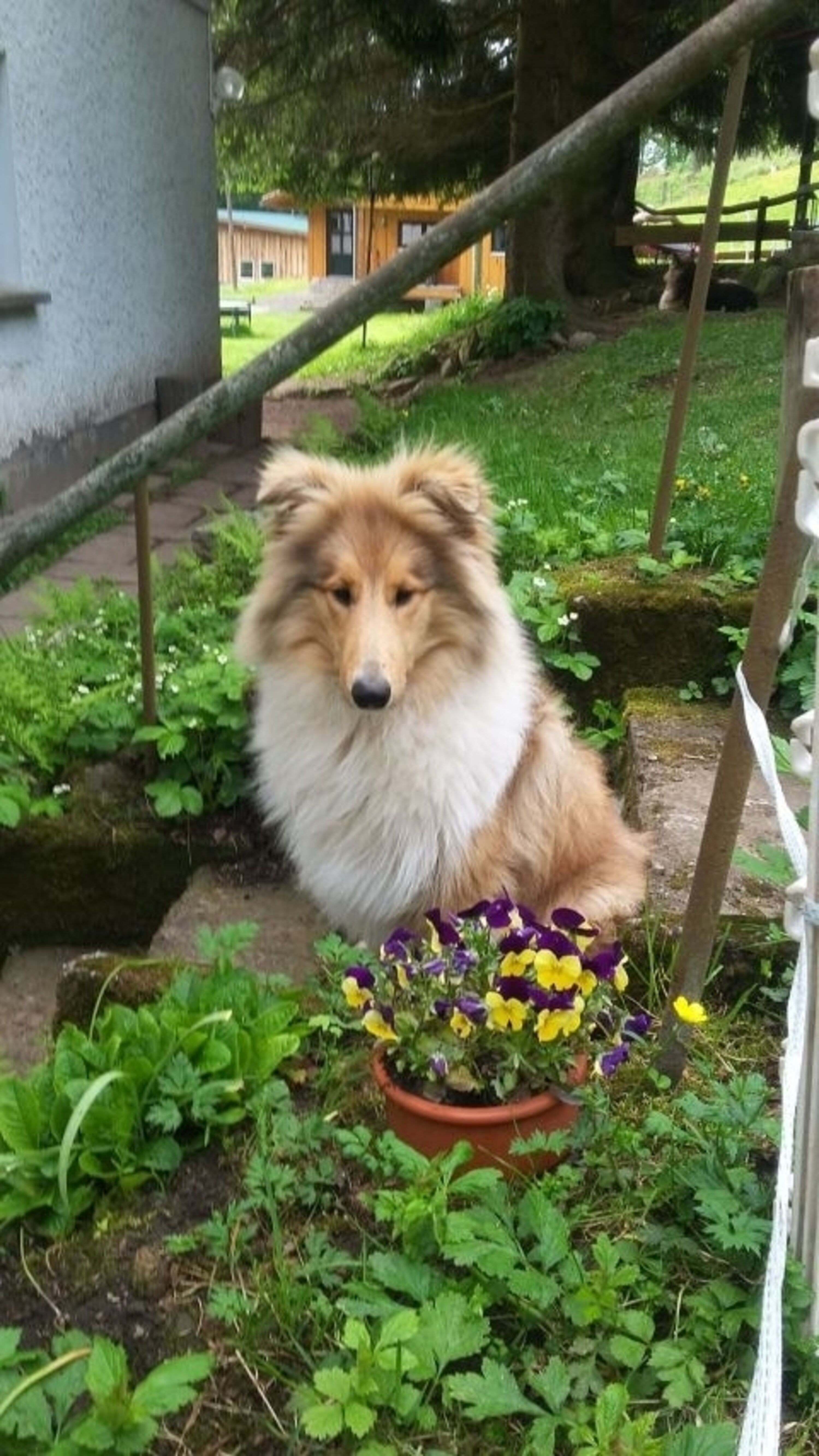 Fenja