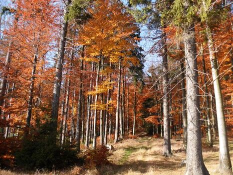 Herbstlich bunter Wald