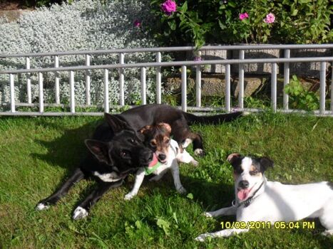 Hunde fühlen sich wohl bei uns