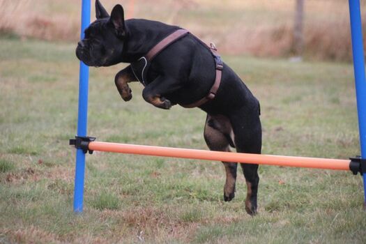 Hundewiese mit Agilitygeräten