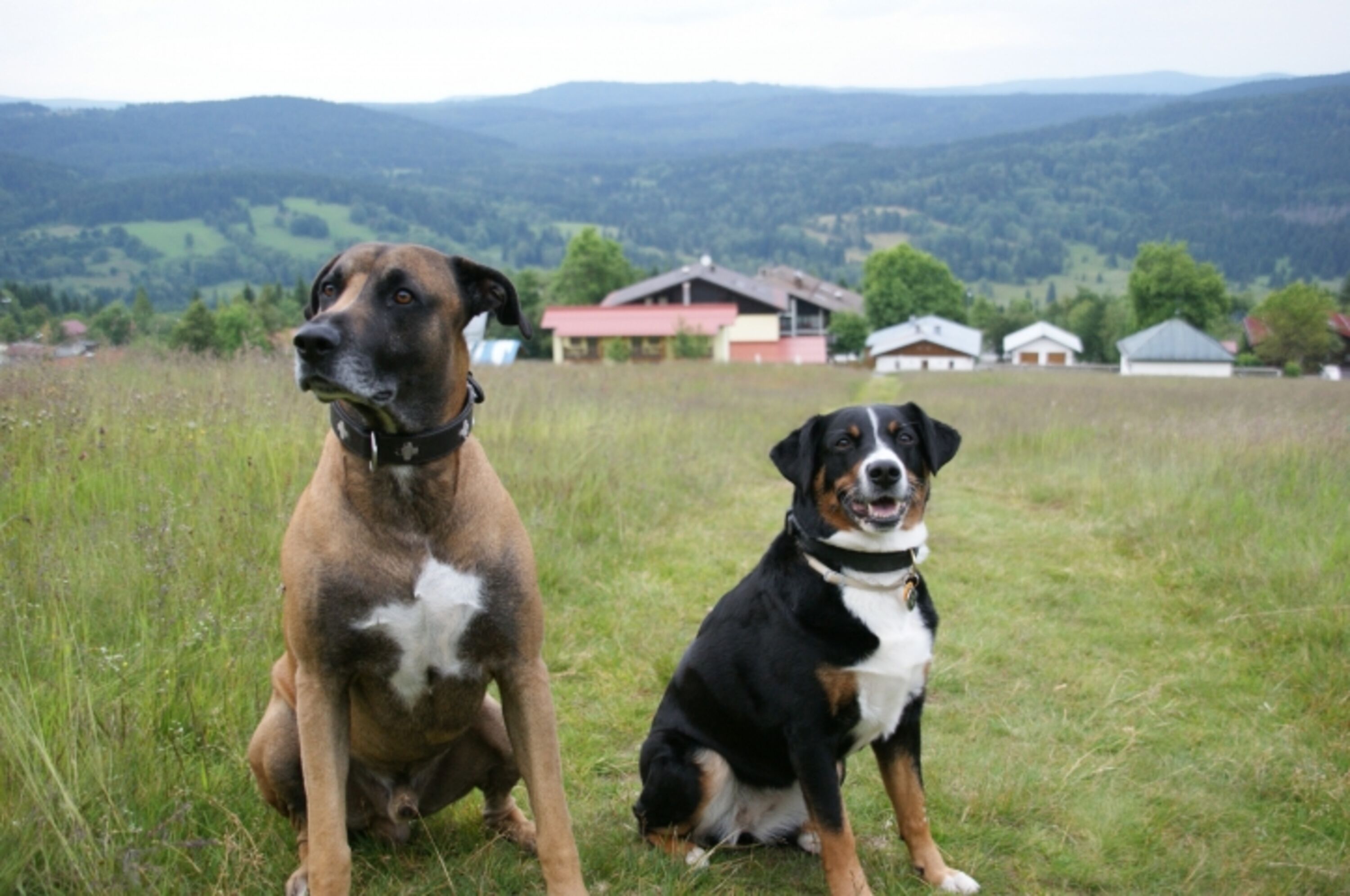 das Hundeherz schlägt höher