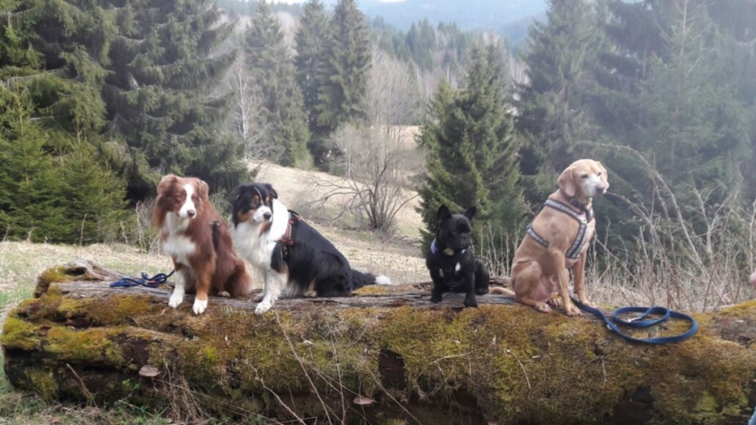 Neue Vierbeinerfreunde finden