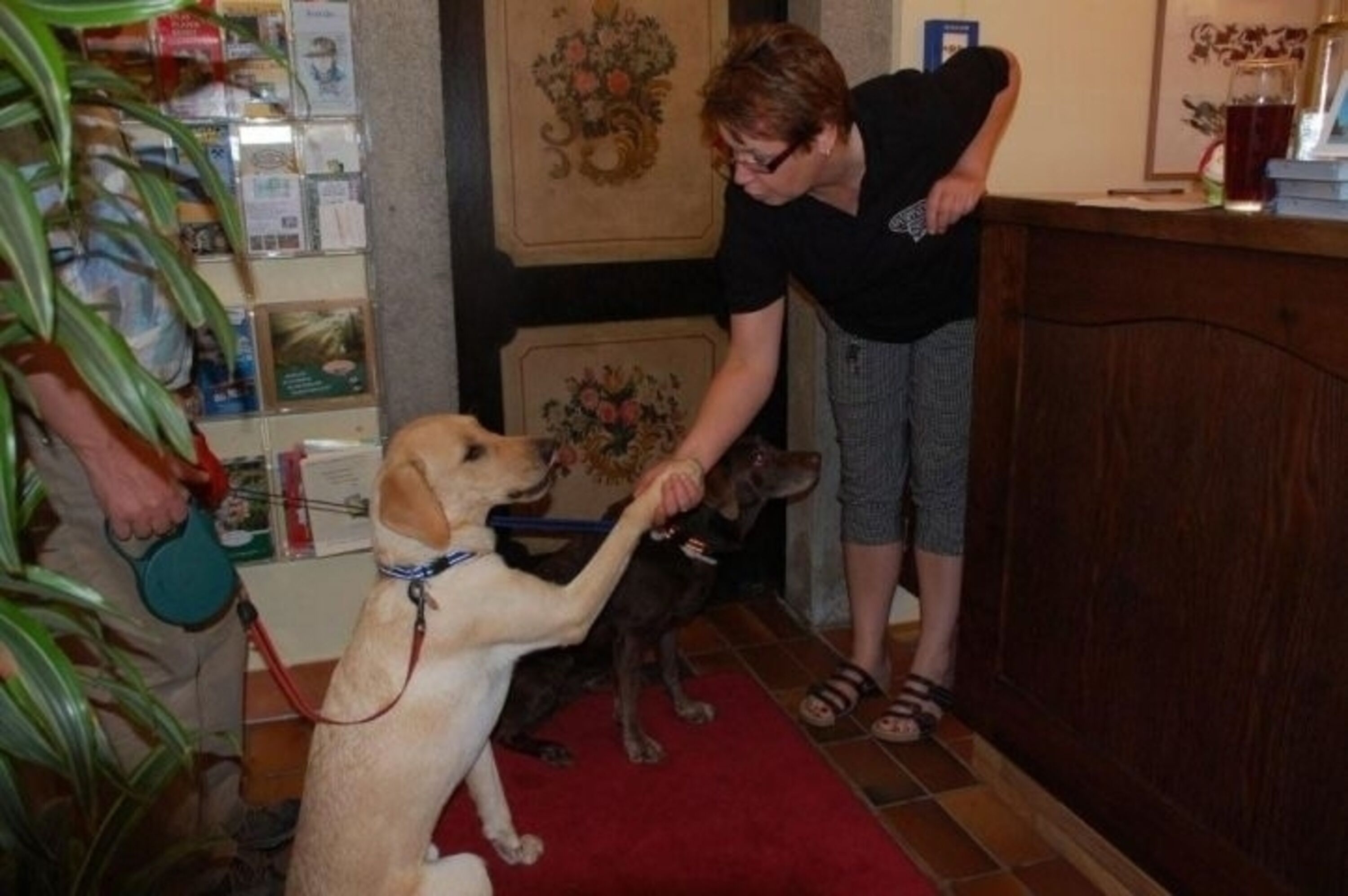 Hunde Herzlich willkommen