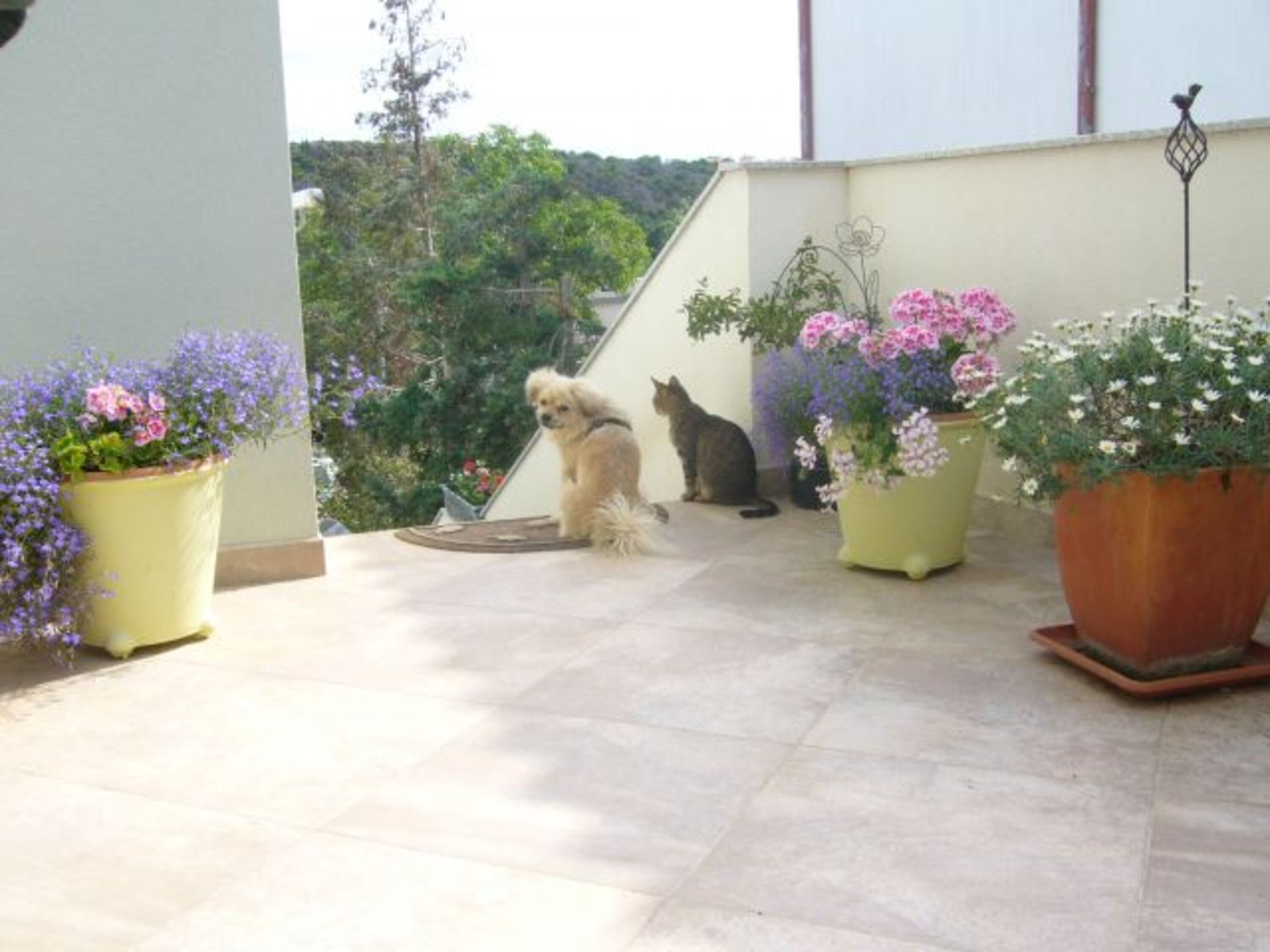 Bubi und die Katze