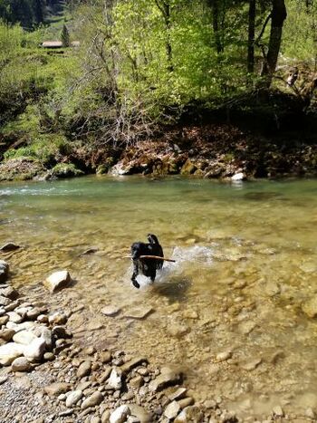 Mika spielt Stöckchen in der Weissach