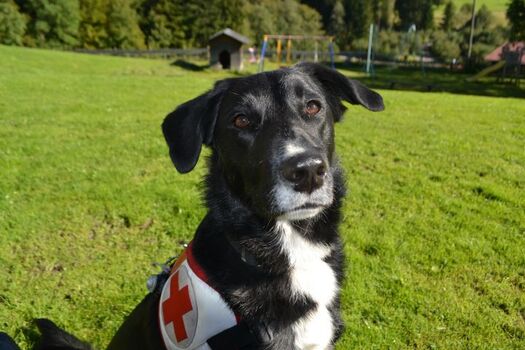 BRK-Rettungshund Mika 9 Jahre