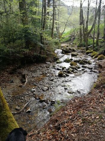 Unser Hausbach ca. 150 m vom Grundstück entfernt