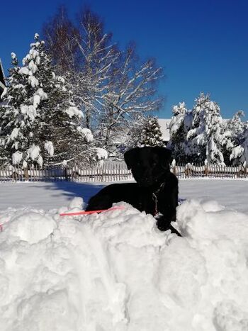 Mara schwarzes kleines Teufelchen 4 Jahre