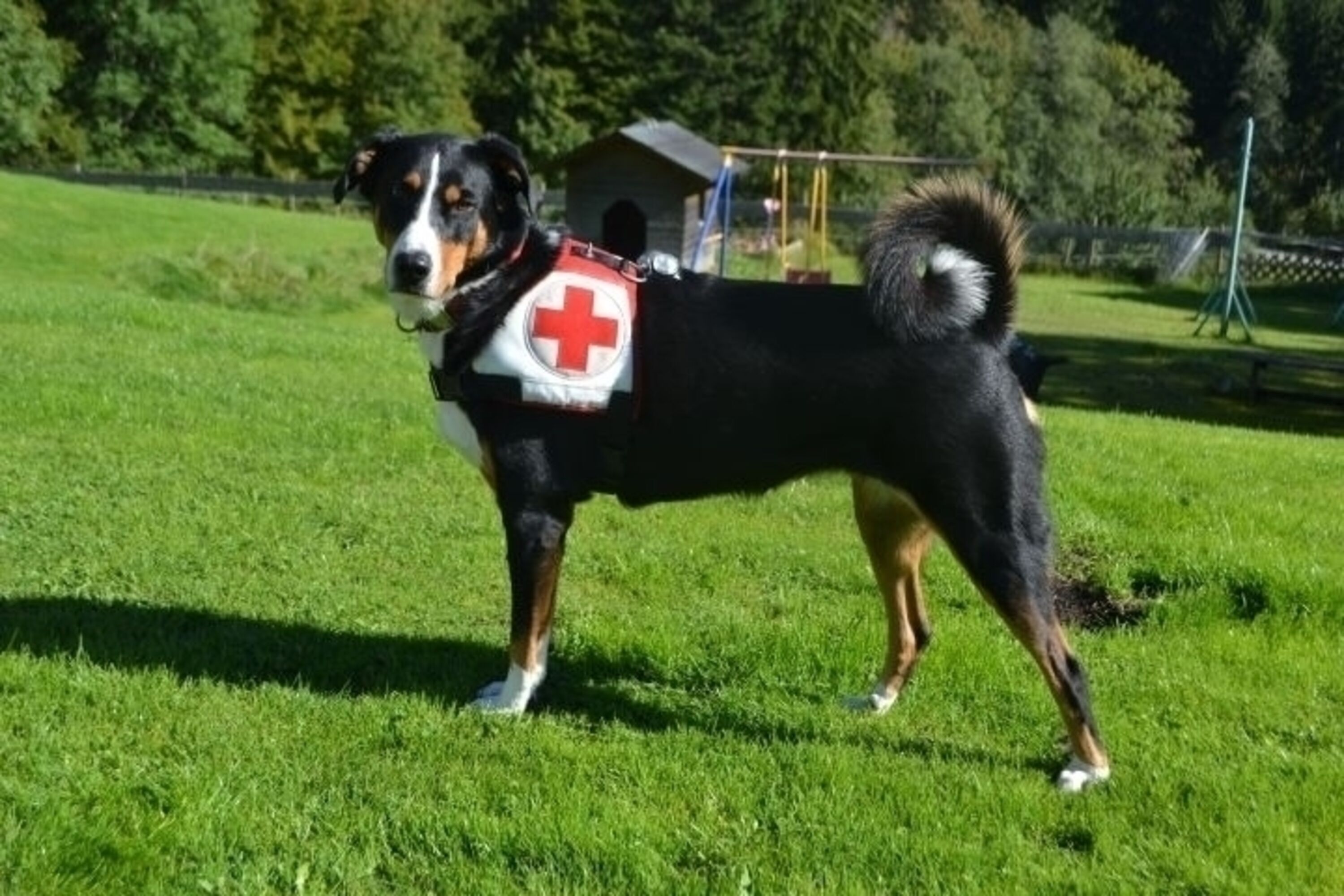 BRK-Rettungshund Paula 15Jahre
