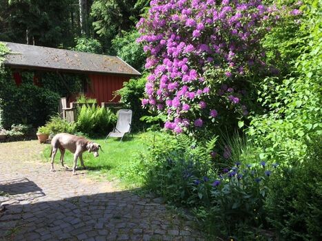Beobachtungen am teich
