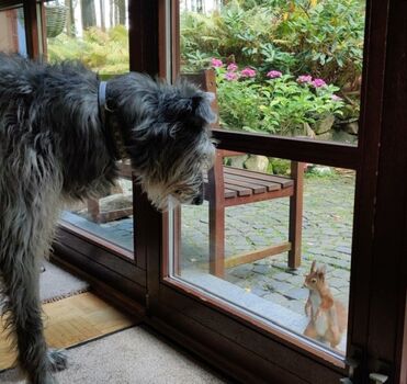 artenübergreifende Freundschaften