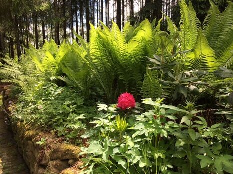 hellgrünes Farnbeet