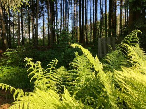 Blick in unseren kleinen Wald