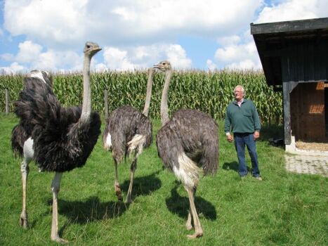 unsere Strauße