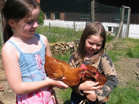 ...die zahmen Hühner