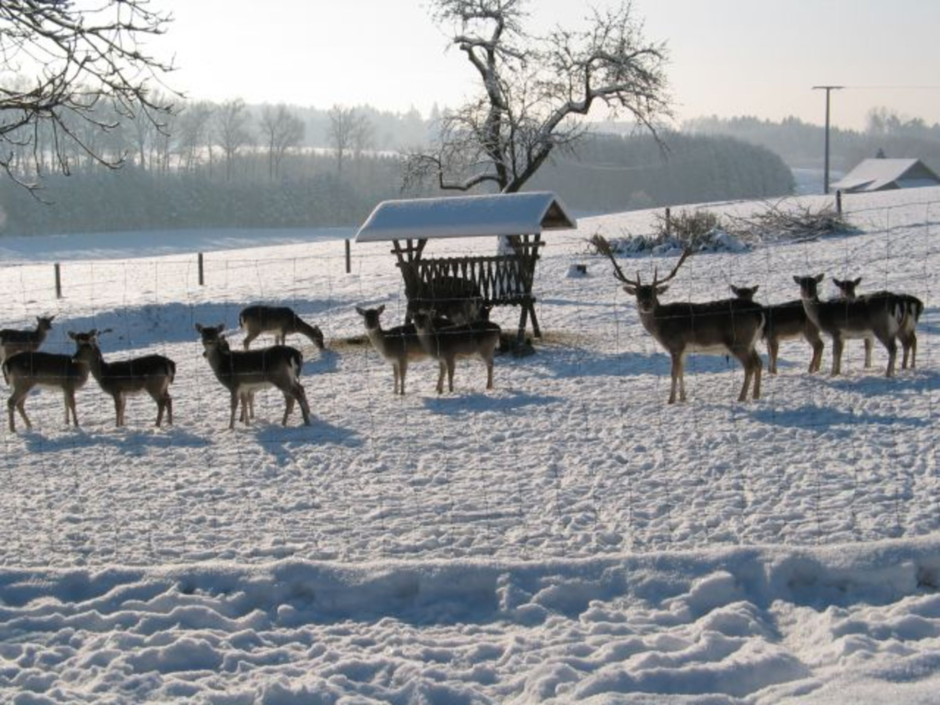 das Damwild