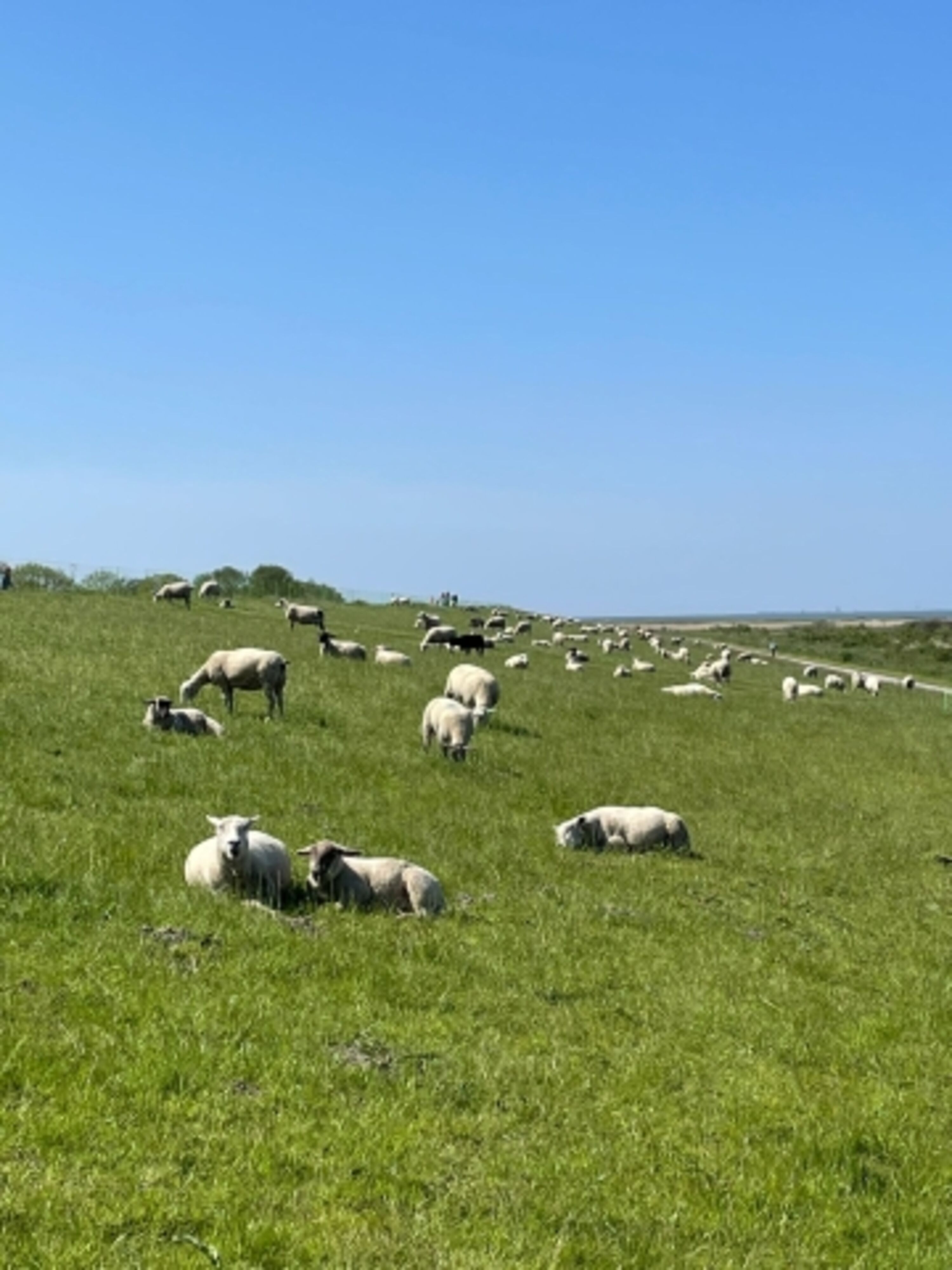 Deichlandschaft