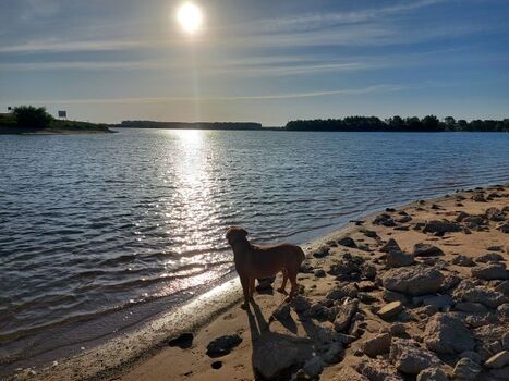 ein Paradies für Hunde