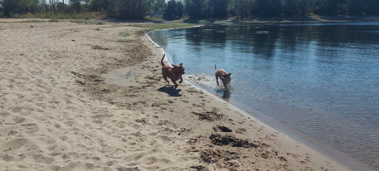 Spaß pur - Hundestrand nur 50m entfernt
