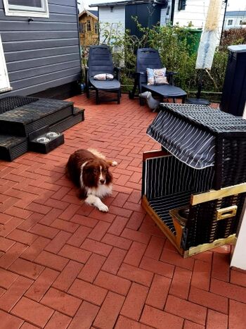 nur für uns Vierbeiner ;-)