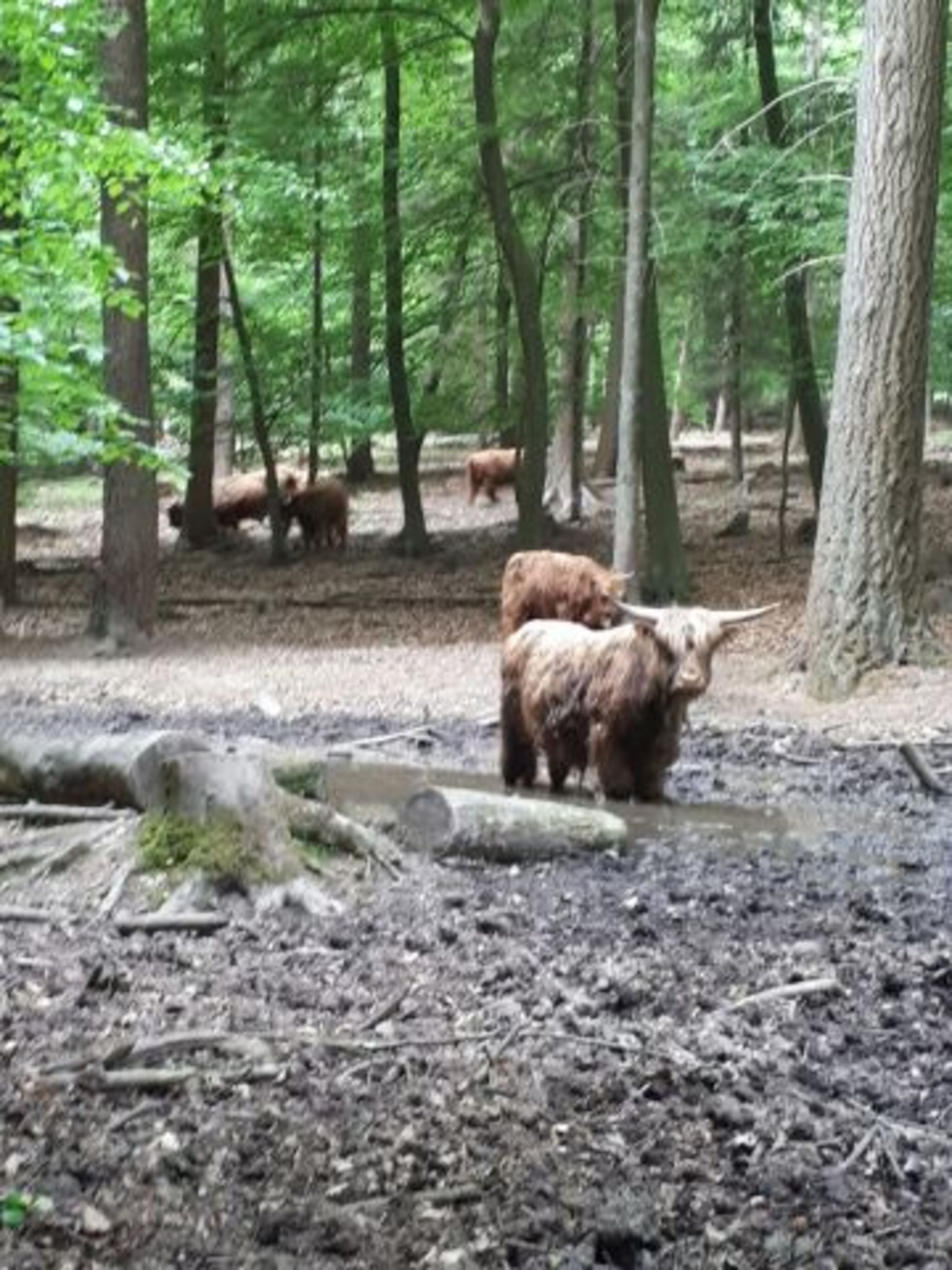 Ein Spaziergang in der Posbank ist interessant 