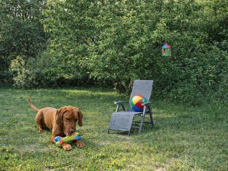 Hundefreundliche Ferienwohnung