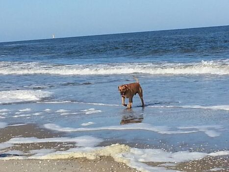 30 km Sandstrand fast ohne Leinenpflicht