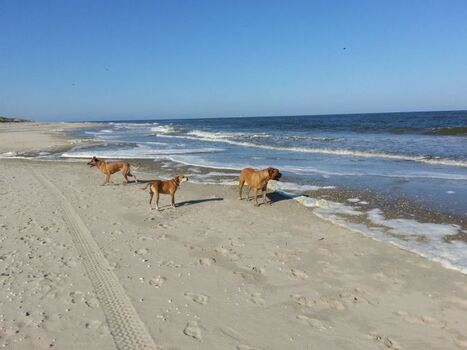 ein Paradies für Hunde