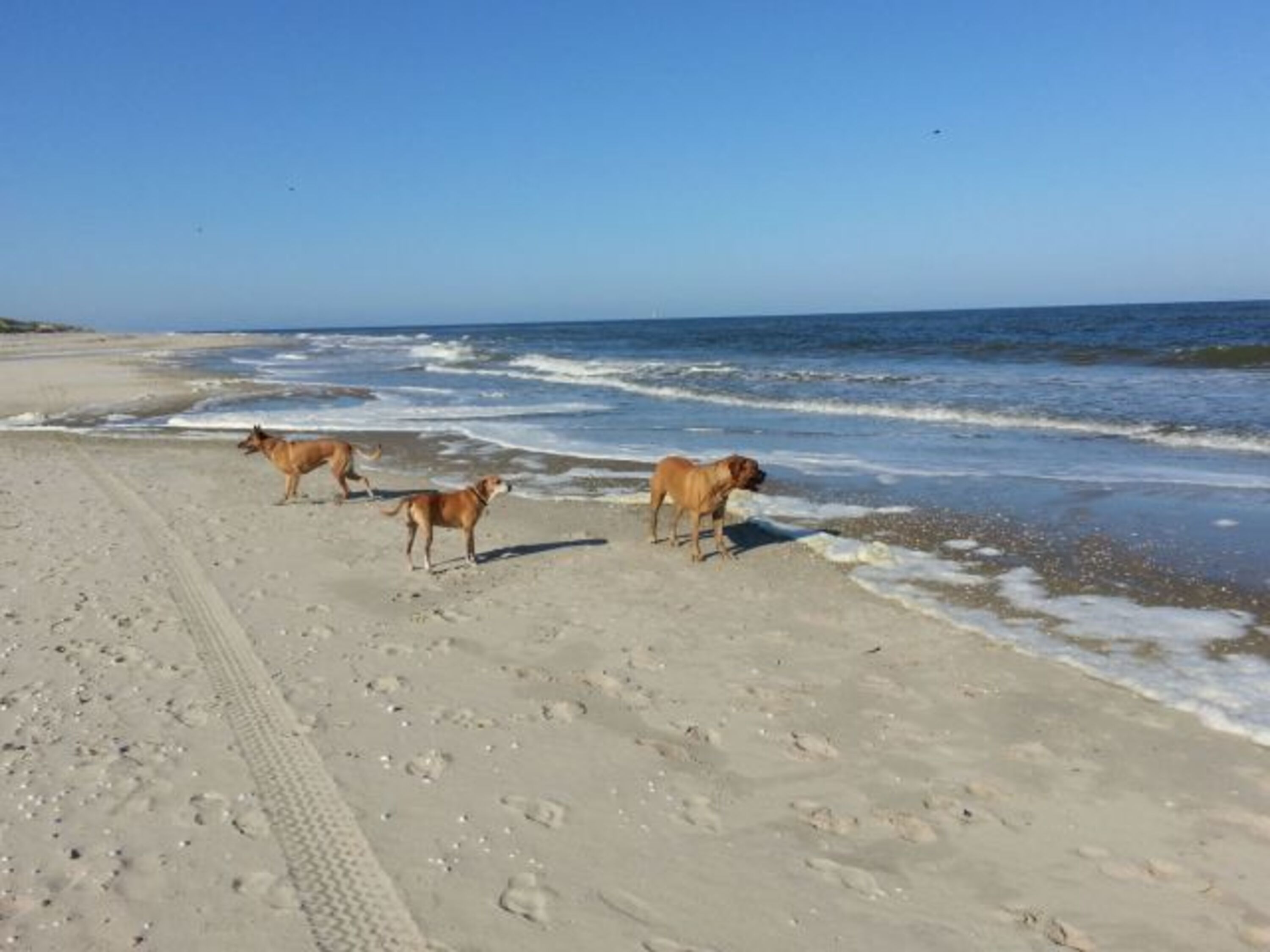 ein Paradies für Hunde
