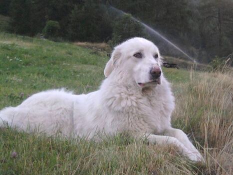 Das war unser Hofhund Shrek