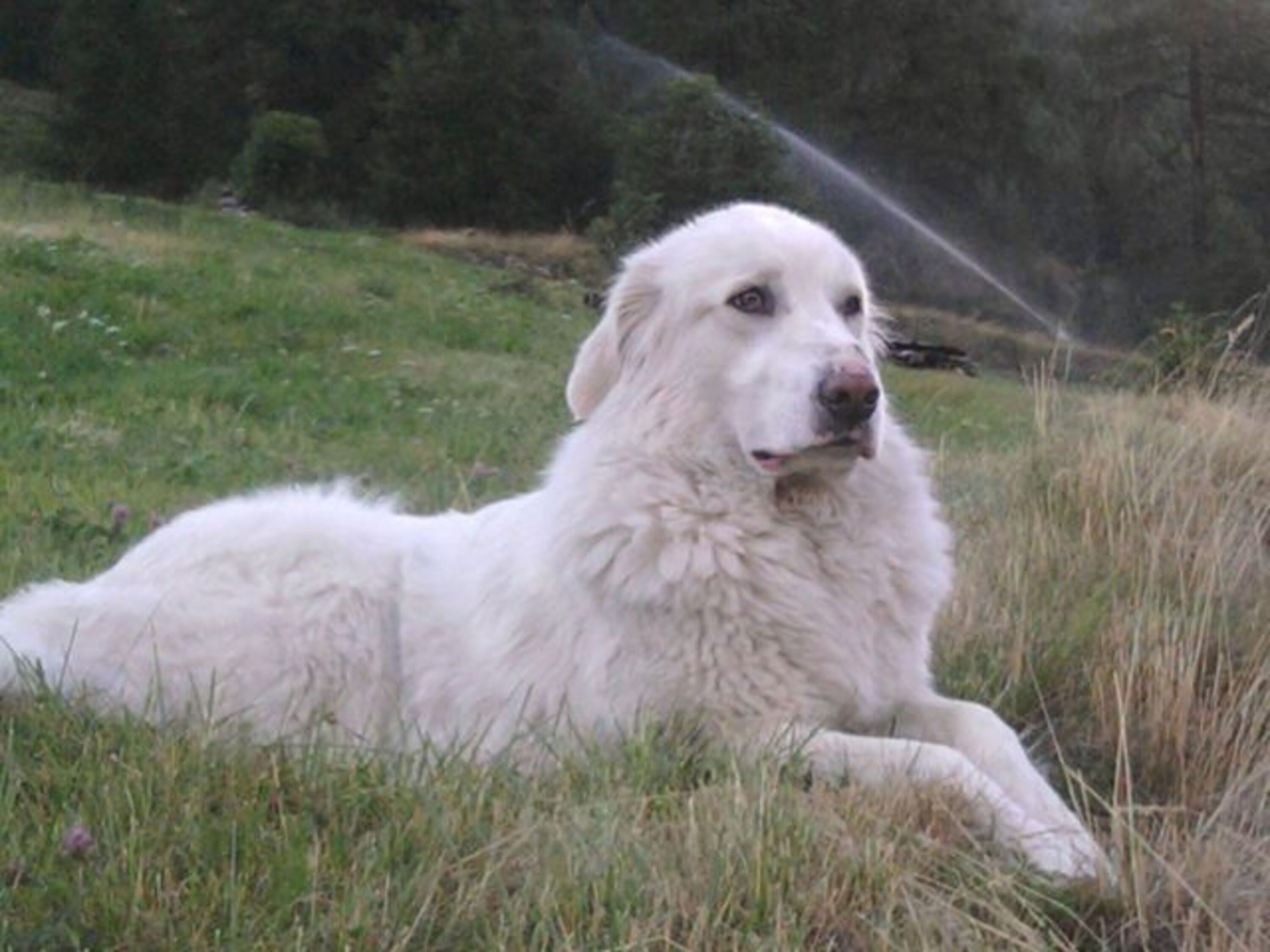 Das war unser Hofhund Shrek