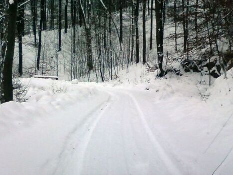 Harzer Wald im Winter